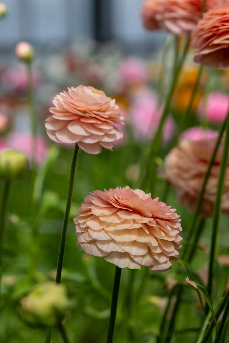 Ranunkel 'Elegance® Salmon'